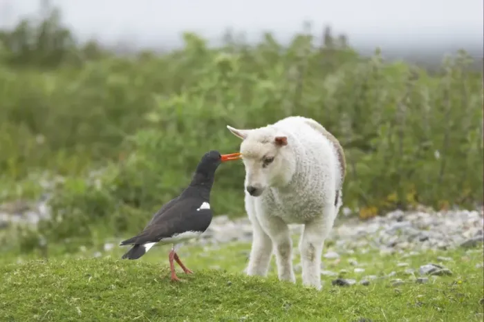 Framed Print : Eurasian Oystercatcher (Haematopus ostralegus) adult, attacking lamb near nestsite, Mainland, Shetland Islands, Scotland Framed Print : Eurasian Oystercatcher (Haematopus ostralegus) adult, attacking lamb near nestsite, Mainland, Shetland Islands, Scotland
