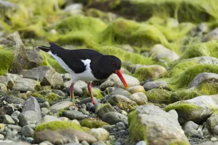 Framed Print : Eurasian Oystercatcher (Haematopus ostralegus) adult, summer plumage, foraging amongst seaweed covered rocks on beach Framed Print : Eurasian Oystercatcher (Haematopus ostralegus) adult, summer plumage, foraging amongst seaweed covered rocks on beach
