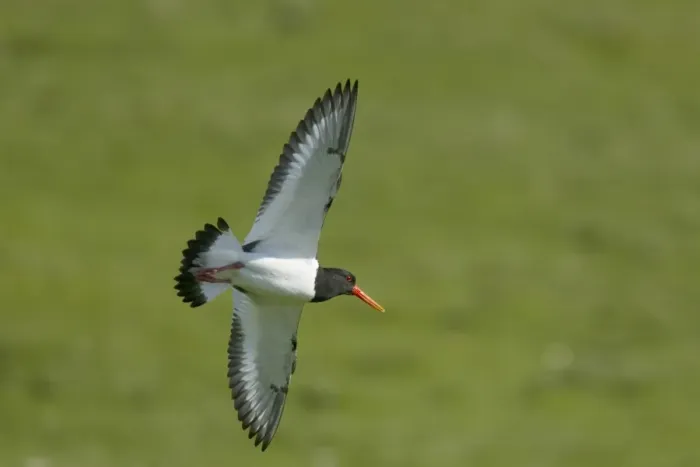 Framed Print : Eurasian Oystercatcher (Haematopus ostralegus) adult, summer plumage, in flight, Shetland Islands, Scotland, June Framed Print : Eurasian Oystercatcher (Haematopus ostralegus) adult, summer plumage, in flight, Shetland Islands, Scotland, June