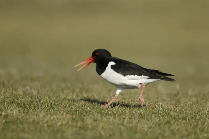 Framed Print : Eurasian Oystercatcher (Haematopus ostralegus) adult, summer plumage, calling, running across coastal grassland Framed Print : Eurasian Oystercatcher (Haematopus ostralegus) adult, summer plumage, calling, running across coastal grassland