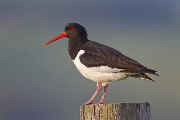 Framed Print : Eurasian Oystercatcher (Haematopus ostralegus) adult, breeding plumage, standing on fencepost, Lammermuir Hills