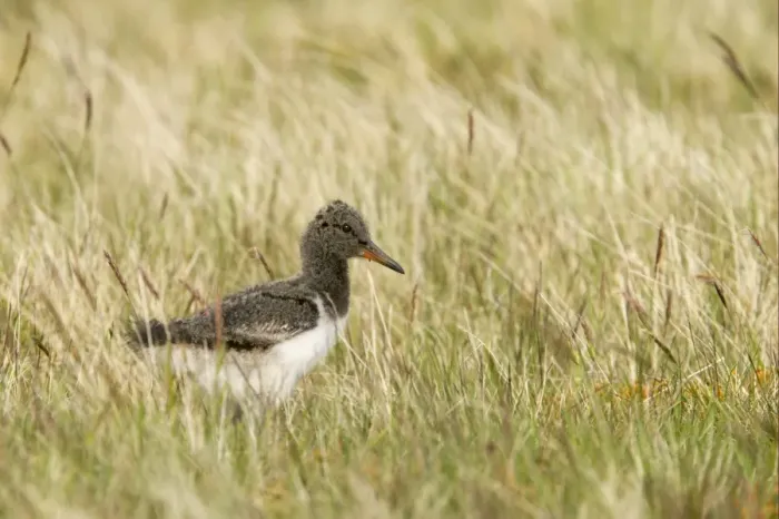 Framed Print : Eurasian Oystercatcher (Haematopus ostralegus) chick, standing in grass, Yell, Shetland Islands, Scotland Framed Print : Eurasian Oystercatcher (Haematopus ostralegus) chick, standing in grass, Yell, Shetland Islands, Scotland
