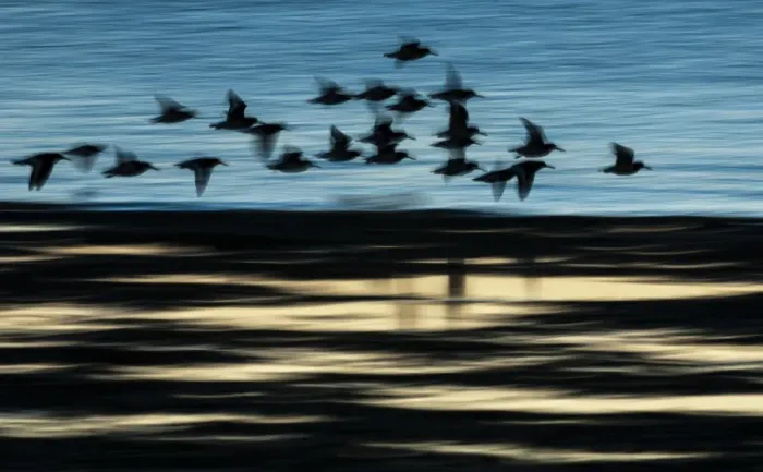 Framed Print : Eurasian Oystercatcher (Haematopus ostralegus) flock, in flight over water, blurred movement, silhouetted at sunrise Framed Print : Eurasian Oystercatcher (Haematopus ostralegus) flock, in flight over water, blurred movement, silhouetted at sunrise