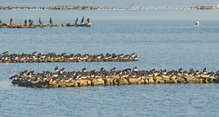 Framed Print : Eurasian Oystercatcher (Haematopus ostralegus) flock, roosting on artificial roost site at high tide, The Wash, Snettisham RSPB Reserve, Norfolk, England, october Framed Print : Eurasian Oystercatcher (Haematopus ostralegus) flock, roosting on artificial roost site at high tide, The Wash, Snettisham RSPB Reserve, Norfolk, England, october