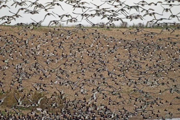 Framed Print : Eurasian Oystercatcher (Haematopus ostralegus) flock, in flight at high tide roost, Snettisham RSPB Reserve, Norfolk