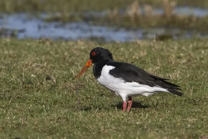 Framed Print : Eurasian Oystercatcher pulling worm out of ground
