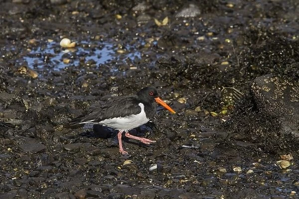 eurasian Oystercatcher walking on the sea shore at low tide