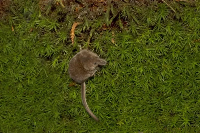 Framed Print : Eurasian Pygmy Shrew (Sorex minutus) adult, standing on moss, Norfolk, England, September (controlled)