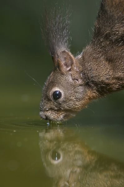 Eurasian Red Squirrel (Sciurus vulgaris) dark form, adult, close-up of head, drinking at woodland pool, Hortobagy N. P