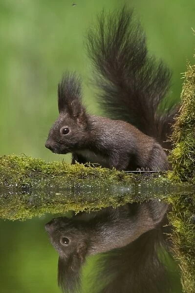 Eurasian Red Squirrel (Sciurus vulgaris) dark form, adult, drinking at woodland pool, Hortobagy N. P. Hungary, April