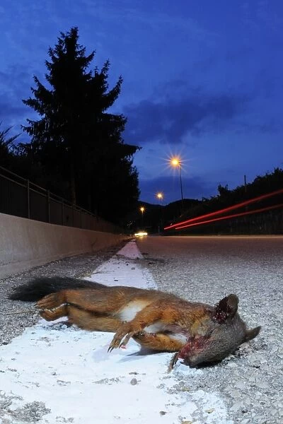 Eurasian Red Squirrel (Sciurus vulgaris) dead adult, killed on road at night, Italy, july