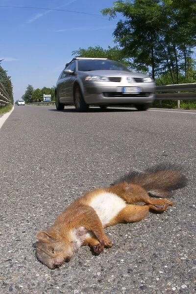 Eurasian Red Squirrel (Sciurus vulgaris) dead adult, roadkill on road with cars, Piedmont, Italy