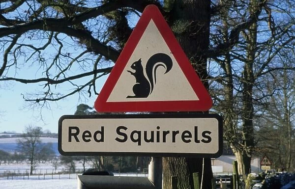 Eurasian Red Squirrel (Sciurus vulgaris) warning sign, beside road in snow, Cumbria, England, winter