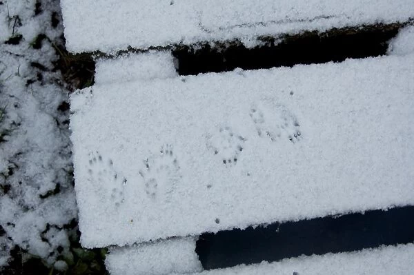 Eurasian Red Squirrel (Sciurus vulgaris) footprints in snow, Dumfries and Galloway, Scotland, January