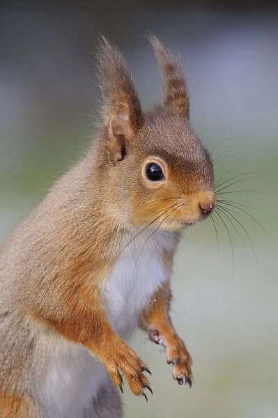 Eurasian Red Squirrel (Sciurus vulgaris) adult, winter coat with long ear tufts, close-up of head and front legs