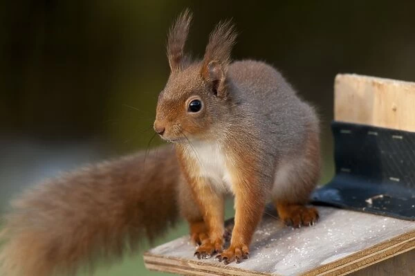 Eurasian Red Squirrel (Sciurus vulgaris) adult, winter coat with long ear tufts, sitting on lid of peanut feeder