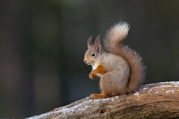 Eurasian Red Squirrel (Sciurus vulgaris) adult, winter coat with long ear tufts