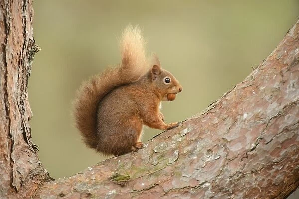 Eurasian Red Squirrel (Sciurus vulgaris) adult, with hazelnut in mouth, sitting on branch in pine forest, Black Isle