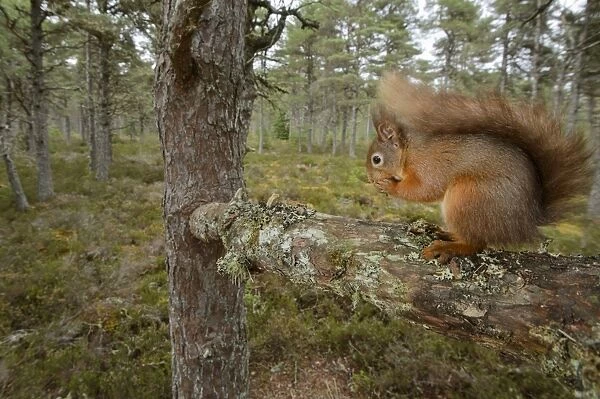 Eurasian Red Squirrel (Sciurus vulgaris) adult, feeding, sitting on branch in pine forest habitat, Black Isle