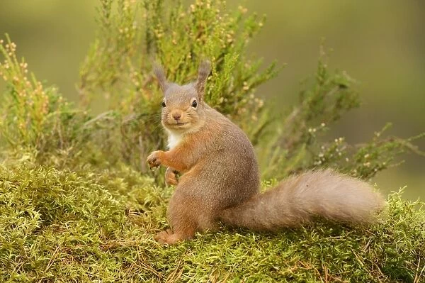 Eurasian Red Squirrel (Sciurus vulgaris) adult, sitting on moss in pine forest, Black Isle, Ross and Cromarty