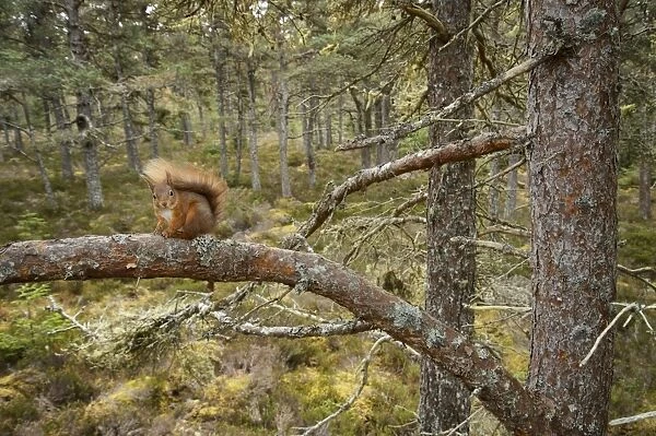 Eurasian Red Squirrel (Sciurus vulgaris) adult, sitting on branch in pine forest habitat, Black Isle