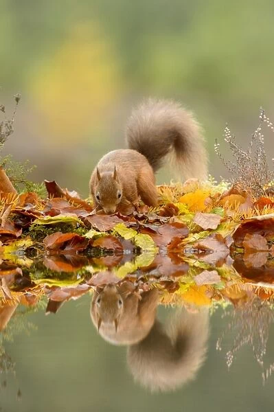 Eurasian Red Squirrel (Sciurus vulgaris) adult, foraging amongst leaf litter at edge of water, Black Isle