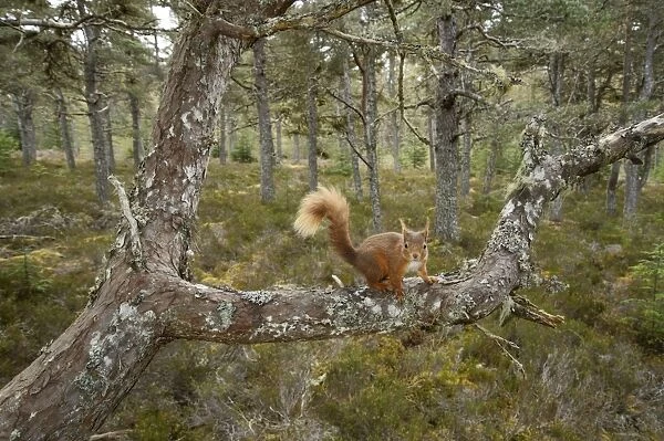 Eurasian Red Squirrel (Sciurus vulgaris) adult, standing on branch in pine forest habitat, Black Isle