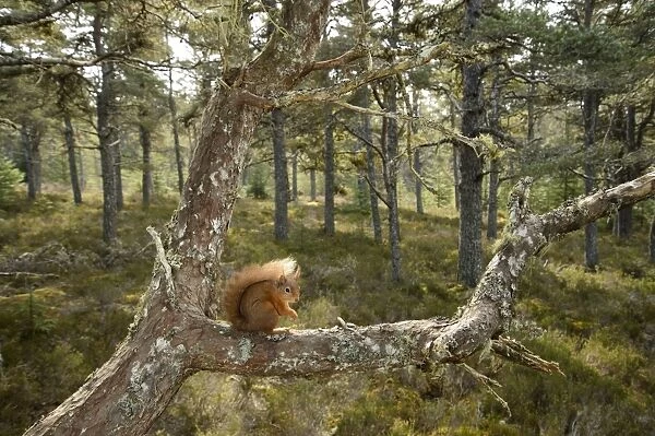 Eurasian Red Squirrel (Sciurus vulgaris) adult, sitting on branch in pine forest habitat, Black Isle