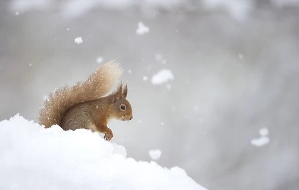 Eurasian Red Squirrel (Sciurus vulgaris) adult, sitting in deep snow during snowfall, Cairngorm N. P. Highlands, Scotland, march