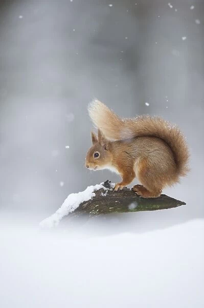 Eurasian Red Squirrel (Sciurus vulgaris) adult, standing on branch in deep snow during snowfall, Cairngorm N. P. Highlands, Scotland, march