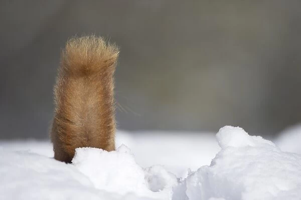 Eurasian Red Squirrel (Sciurus vulgaris) adult, rear view of tail, foraging in deep snow, Cairngorm N. P