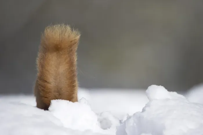 Framed Print : Eurasian Red Squirrel (Sciurus vulgaris) adult, rear view of tail, foraging in deep snow, Cairngorm N. P Framed Print : Eurasian Red Squirrel (Sciurus vulgaris) adult, rear view of tail, foraging in deep snow, Cairngorm N. P