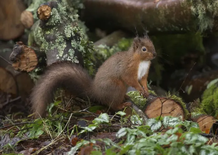 Framed Print : Eurasian Red Squirrel (Sciurus vulgaris) adult, foraging amongst damp log pile, Dumfries and Galloway, Scotland, december