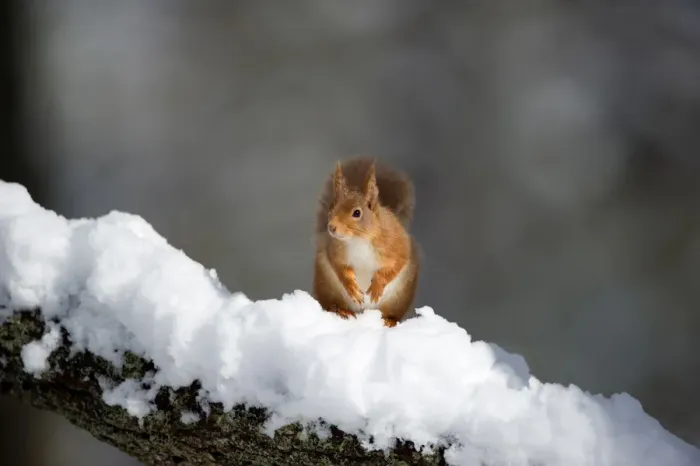 Framed Print : Eurasian Red Squirrel (Sciurus vulgaris) adult, sitting on branch in deep snow, Cairngorm N. P