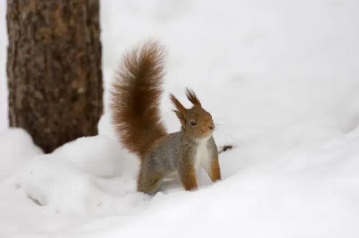 Framed Print : Eurasian Red Squirrel (Sciurus vulgaris) adult, standing on snow covered ground, Finland, march