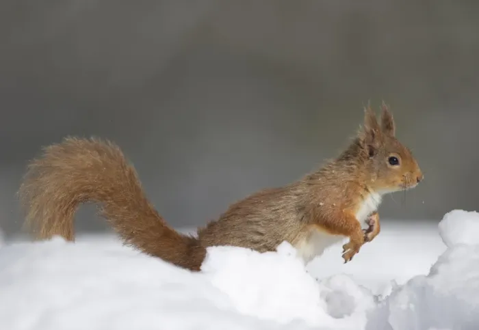 Framed Print : Eurasian Red Squirrel (Sciurus vulgaris) adult, leaping in deep snow, Cairngorm N. P. Highlands, Scotland, march