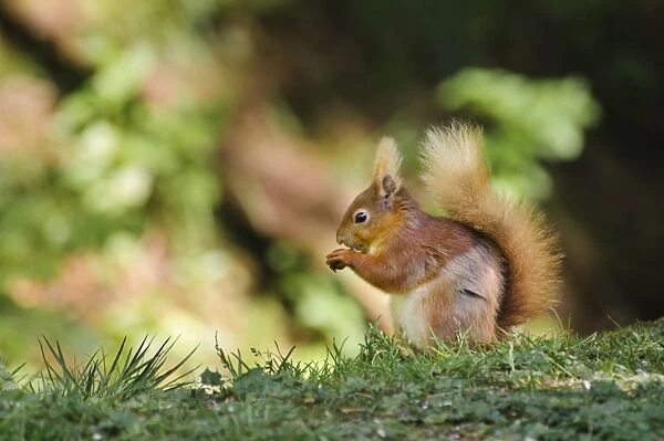 Eurasian Red Squirrel (Sciurus vulgaris) adult, feeding, foraging on woodland floor, Morpeth, Northumberland, England