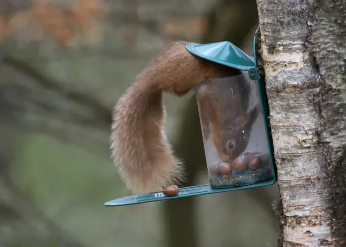 Framed Print : Eurasian Red Squirrel (Sciurus vulgaris) adult, feeding on hazelnuts at feeder, Dumfries and Galloway, Scotland, march