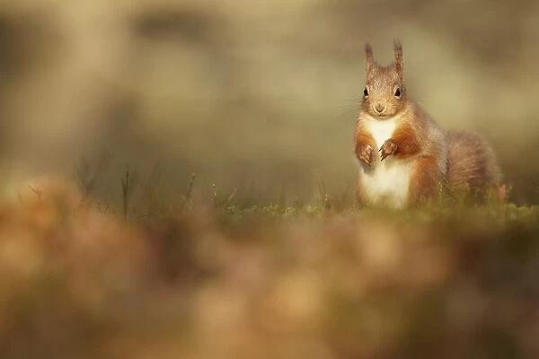 Eurasian Red Squirrel (Sciurus vulgaris) adult, sitting on woodland floor, Highlands, Scotland, january