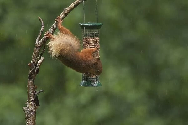 Eurasian Red Squirrel (Sciurus vulgaris) adult, feeding on peanuts from hanging birdfeeder during rain