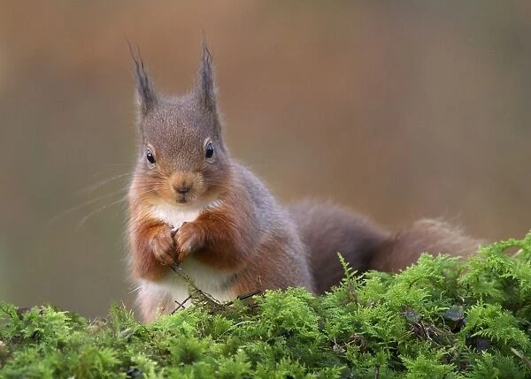 Eurasian Red Squirrel (Sciurus vulgaris) adult, feeding, sitting on moss, Dumfries and Galloway, Scotland, December