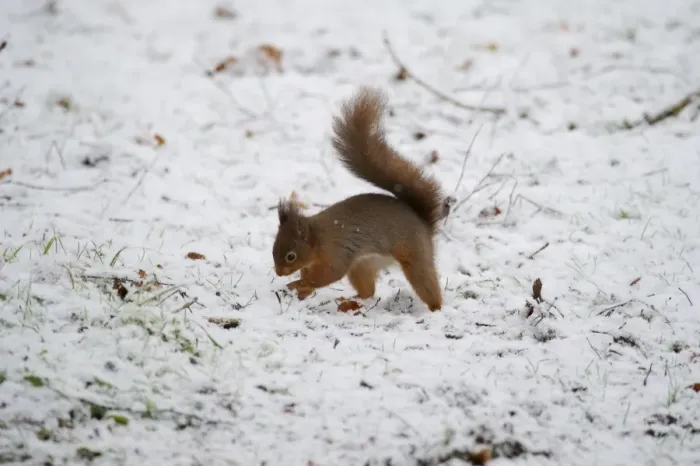 Framed Print : Eurasian Red Squirrel (Sciurus vulgaris) adult, burying nuts in snow covered ground, Dumfries and Galloway, Scotland Framed Print : Eurasian Red Squirrel (Sciurus vulgaris) adult, burying nuts in snow covered ground, Dumfries and Galloway, Scotland