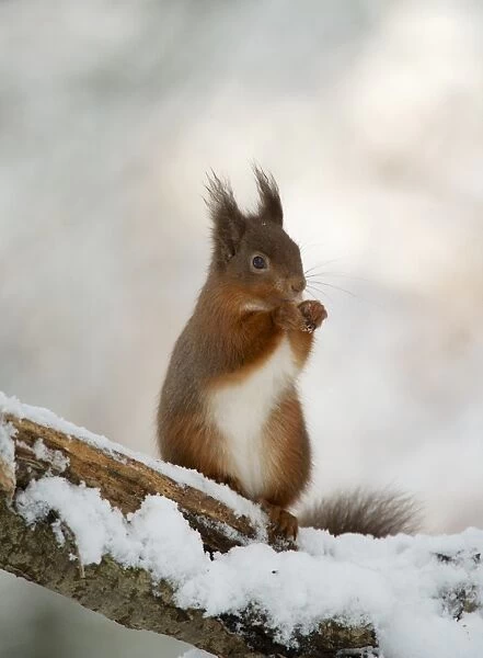 Eurasian Red Squirrel (Sciurus vulgaris) adult, feeding, sitting on snow covered branch, Dumfries and Galloway