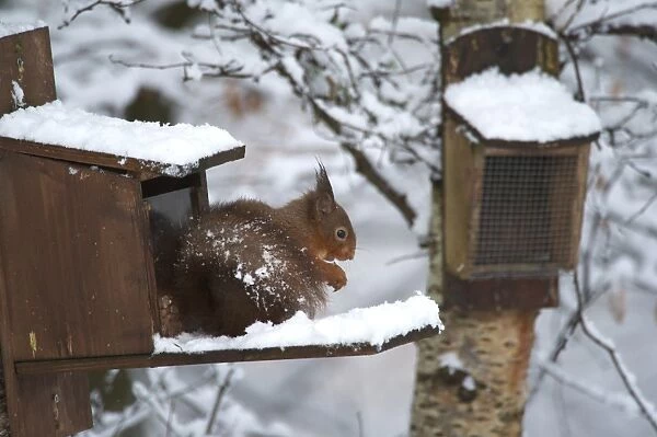 Eurasian Red Squirrel (Sciurus vulgaris) adult, feeding, sitting on snow covered squirrel feeder