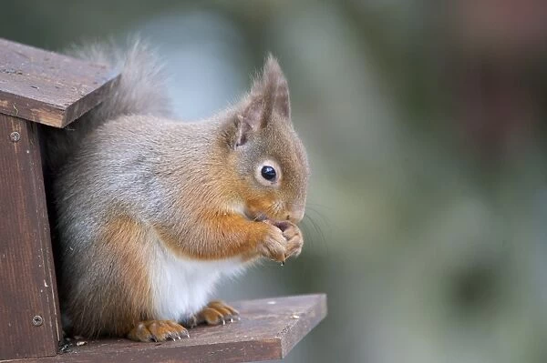 Eurasian Red Squirrel (Sciurus vulgaris) adult, feeding, sitting on squirrel feeder, Dumfries and Galloway, Scotland