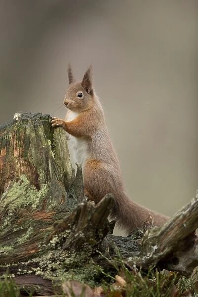 Eurasian Red Squirrel (Sciurus vulgaris) adult, clinging to stump, Scotland, January