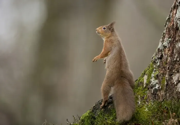 Framed Print : Eurasian Red Squirrel (Sciurus vulgaris) adult, standing on back legs at base of tree, Scotland, January Framed Print : Eurasian Red Squirrel (Sciurus vulgaris) adult, standing on back legs at base of tree, Scotland, January