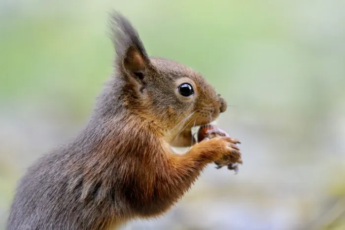 Framed Print : Eurasian Red Squirrel (Sciurus vulgaris) adult, close-up of head, feeding on hazelnut, on garden lawn, Newlands Valley
