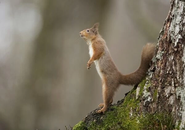 Eurasian Red Squirrel (Sciurus vulgaris) adult, standing on back legs at base of tree, Scotland, January