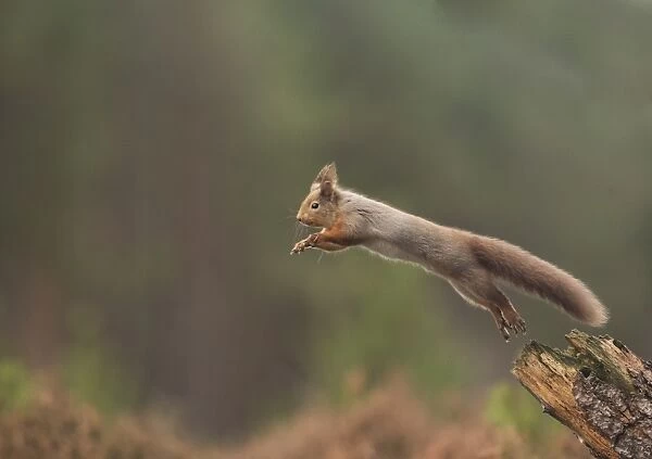 Eurasian Red Squirrel (Sciurus vulgaris) adult, leaping from log, Scotland, January